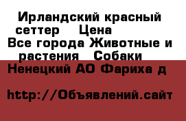 Ирландский красный сеттер. › Цена ­ 30 000 - Все города Животные и растения » Собаки   . Ненецкий АО,Фариха д.